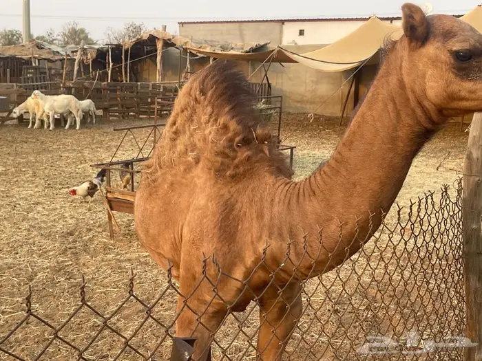 تم البيع. قعود لباني للبيع عمره خمس اشهر 1