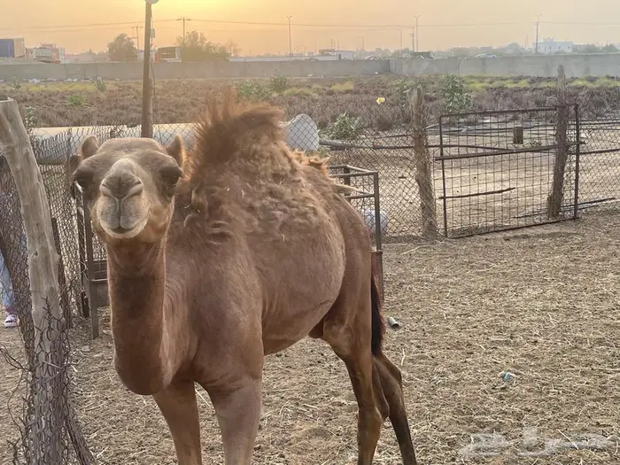 تم البيع. قعود لباني للبيع عمره خمس اشهر 2