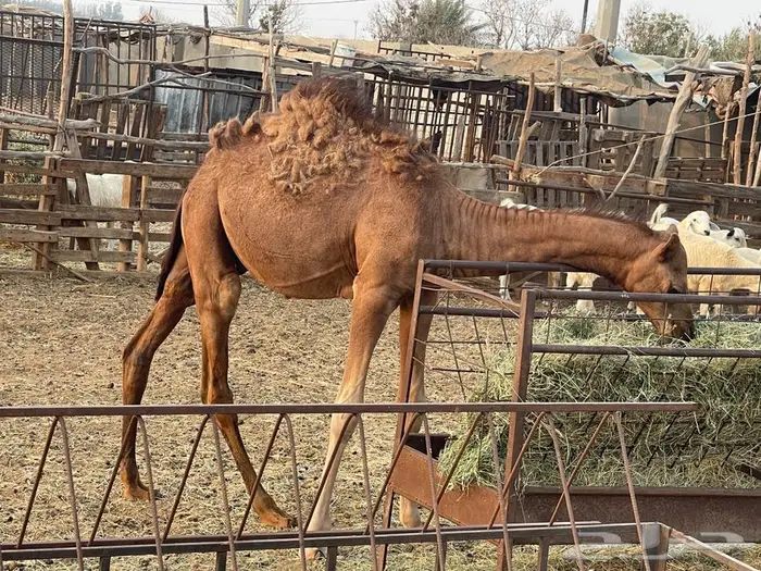 تم البيع. قعود لباني للبيع عمره خمس اشهر 4