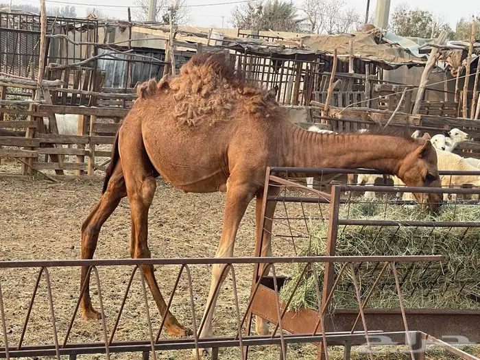 تم البيع. قعود لباني للبيع عمره خمس اشهر 3