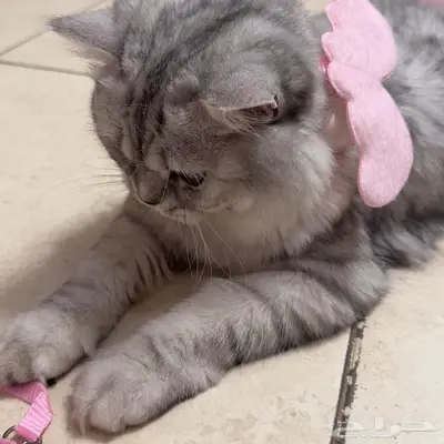قط أنثى العمر تقريبا سنه نوعها بيرشن (Chinchilla) 0