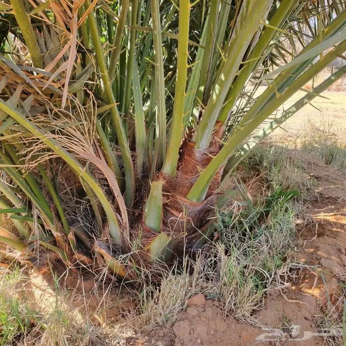 نخل من القصيم 3