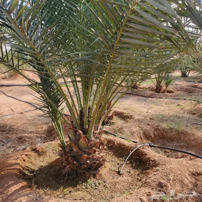 نخل من القصيم 2