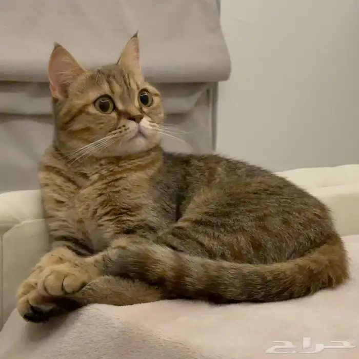 قطه للبيع 2