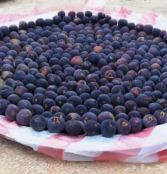 زبيب حماط ( تين طائفي مجفف) 1
