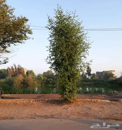 سليم بودي 0