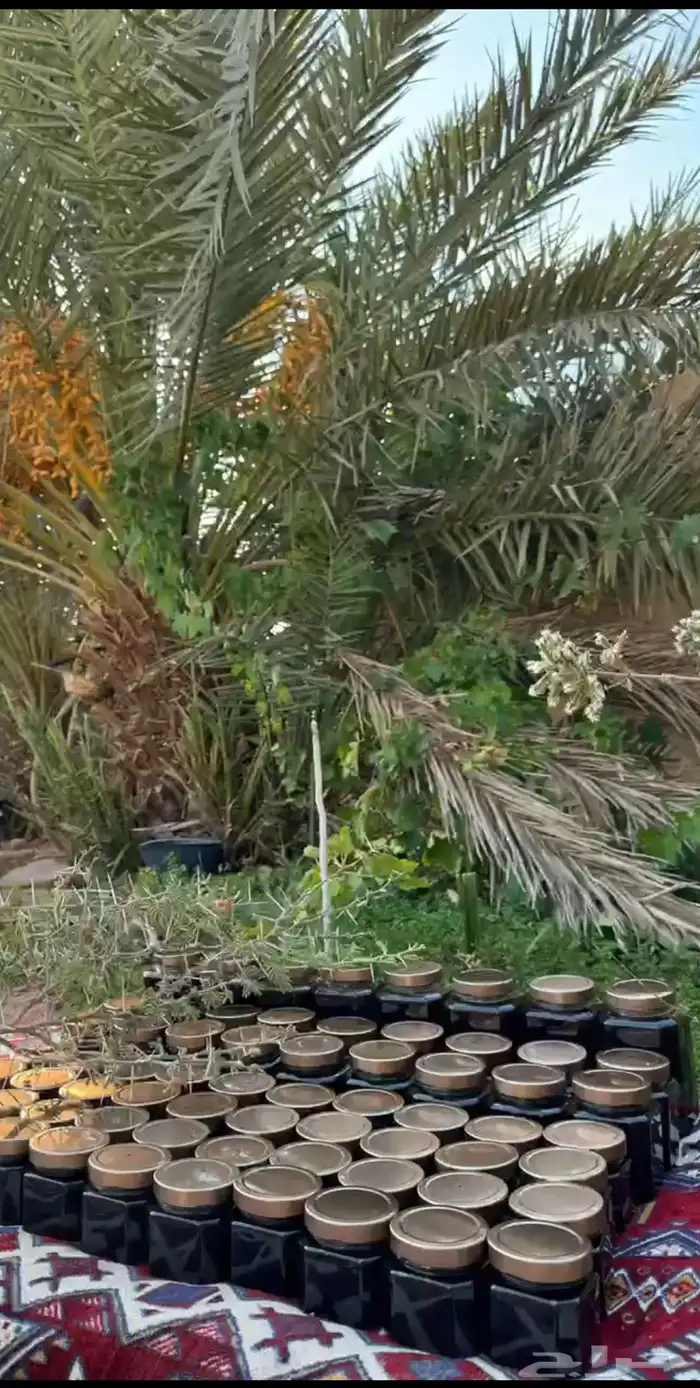 عسل طلح طبيعي انتاج جديد 1