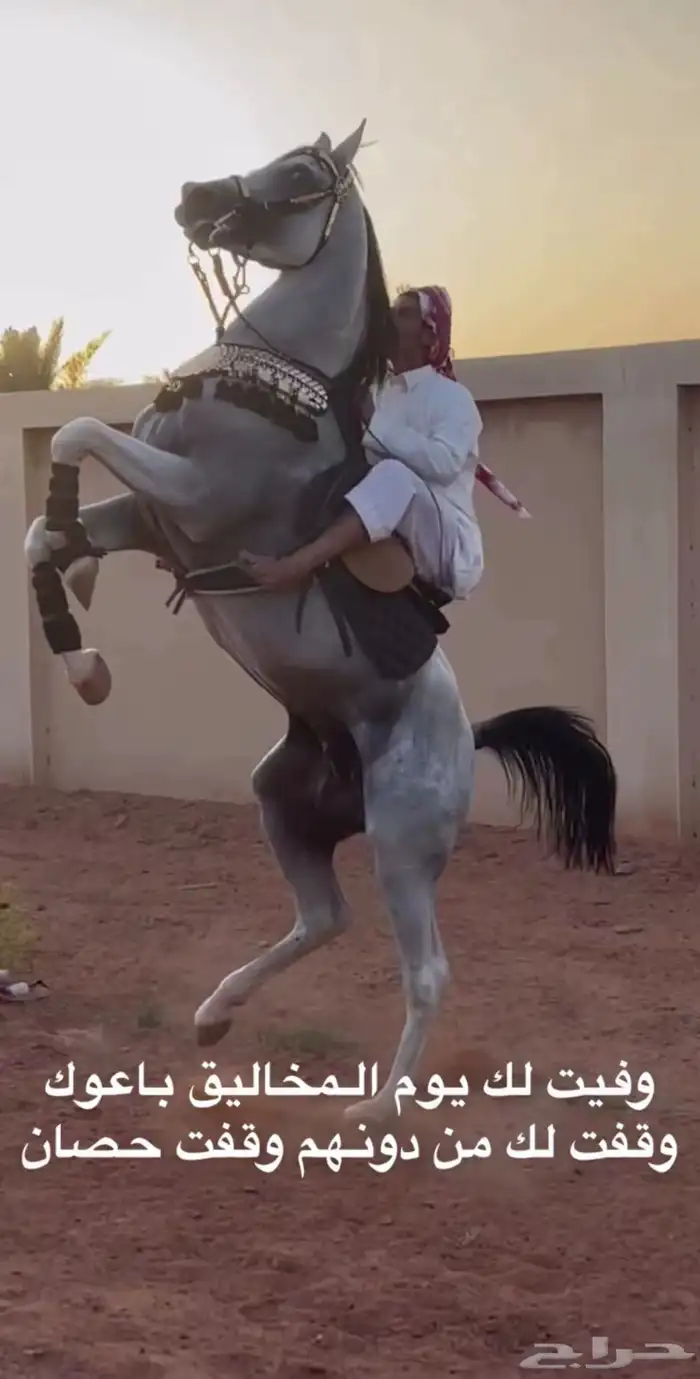 معلم فروسيه 3