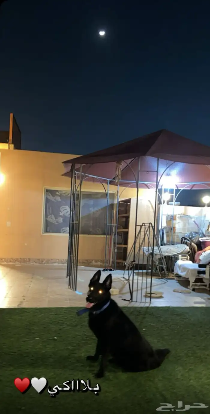 جيرمن شيبرد 1