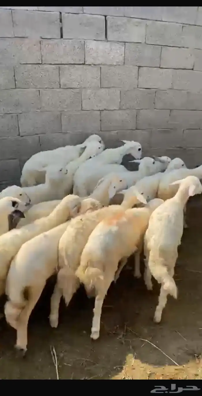 بهم حري 1