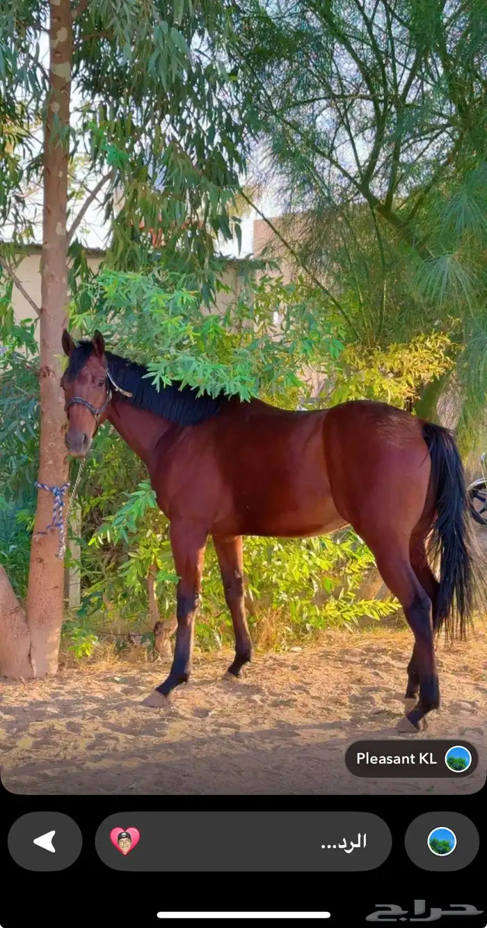 خيل انجليزي طييب اخذن الاول 0
