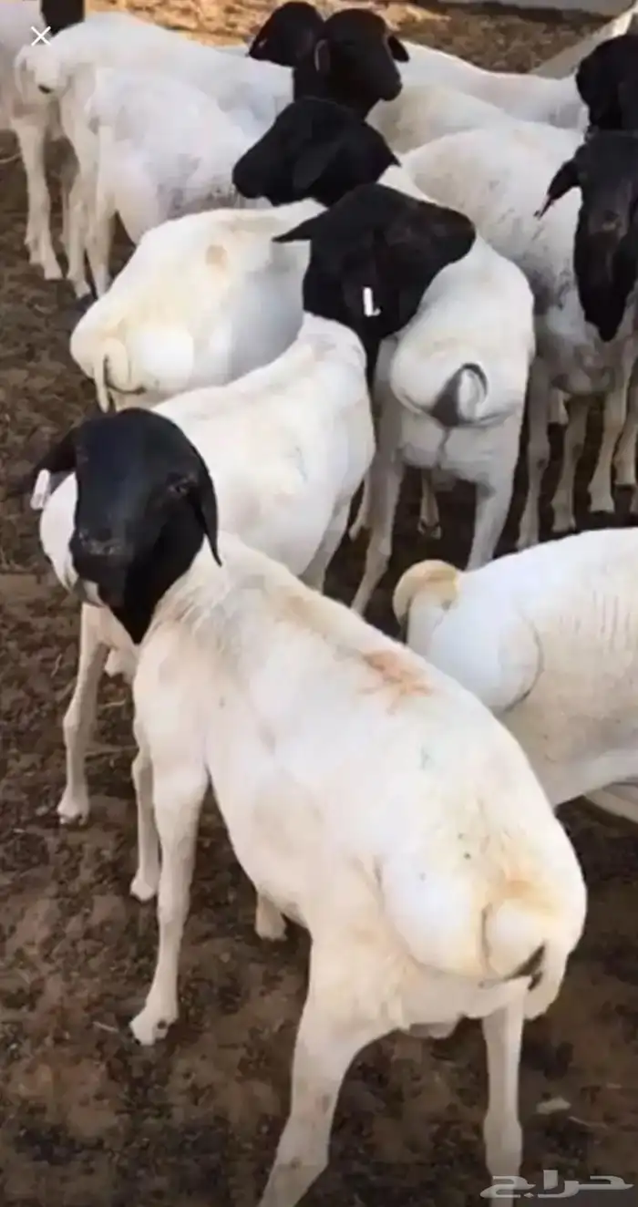 طليان برابر مربى 0