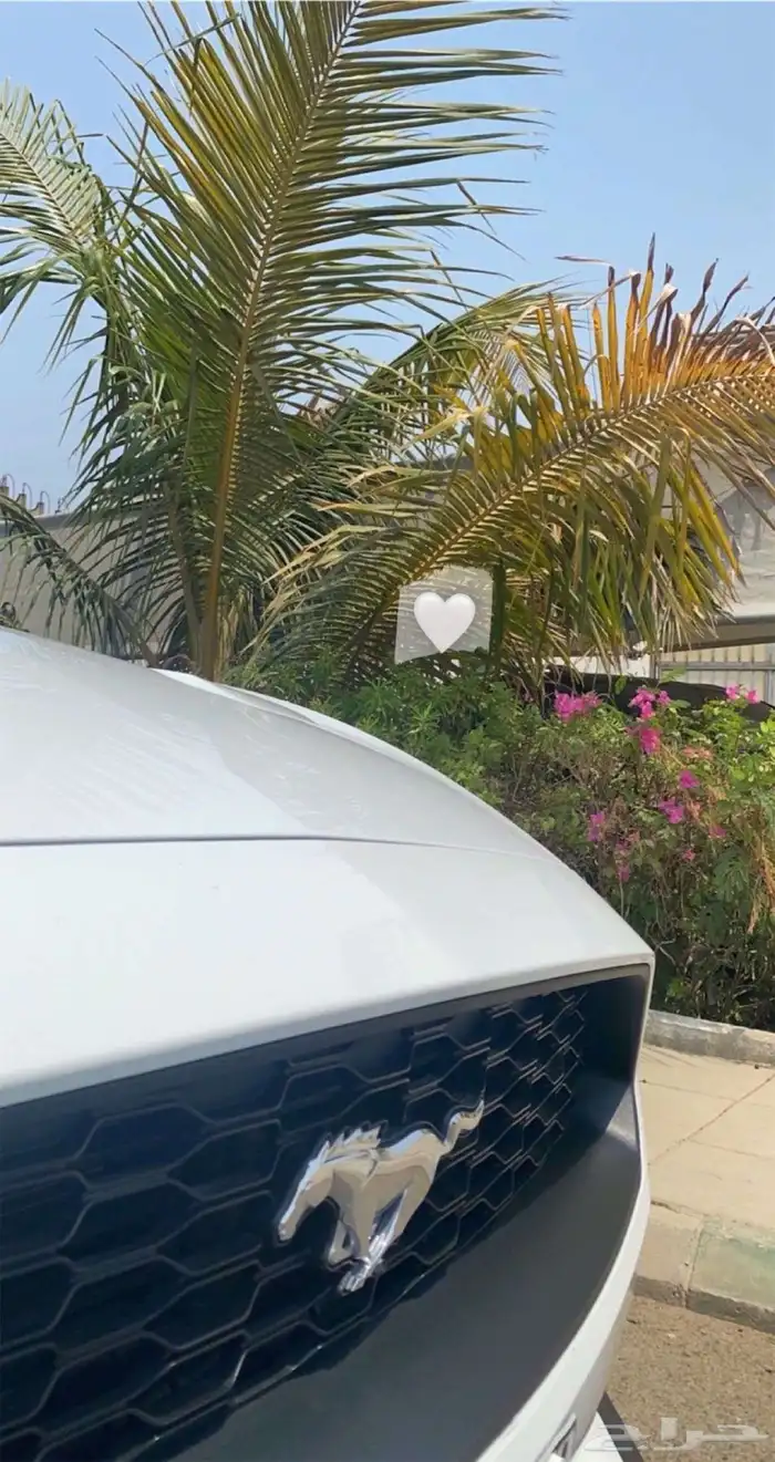 موستنج كشف 2018 2
