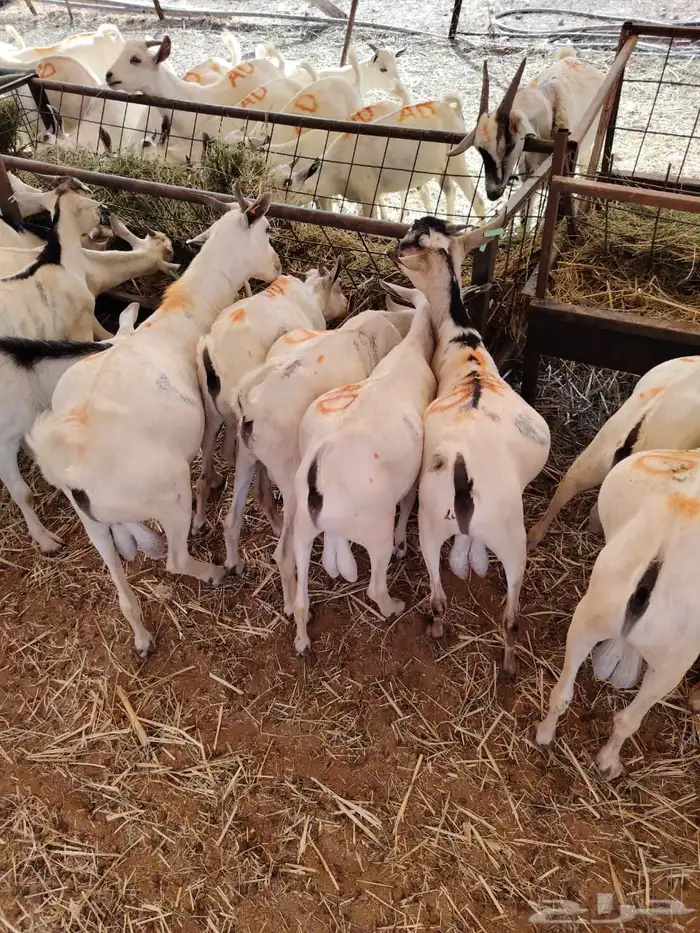 غنم مرابي اللحم الطري النظيف تبارك الله للبيع جمله او تفريد 3