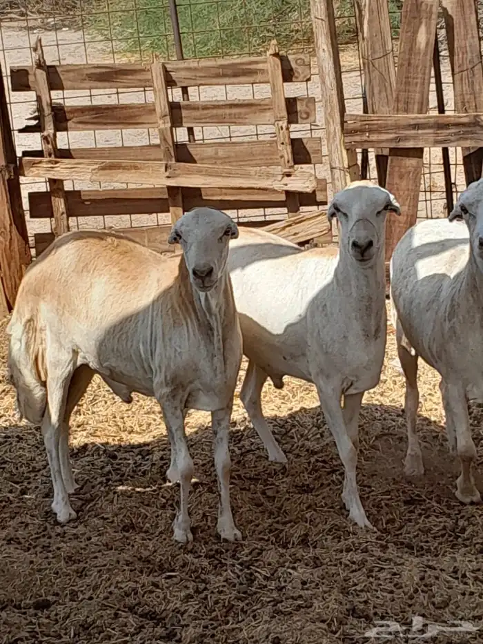 طليان رفد ربعان مخاصي 3