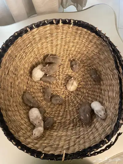 هامستر صيني للبيع 0