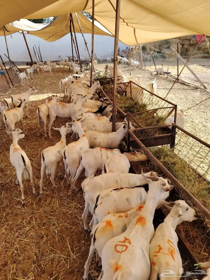 غنم مرابي اللحم الطري النظيف تبارك الله للبيع جمله او تفريد 1