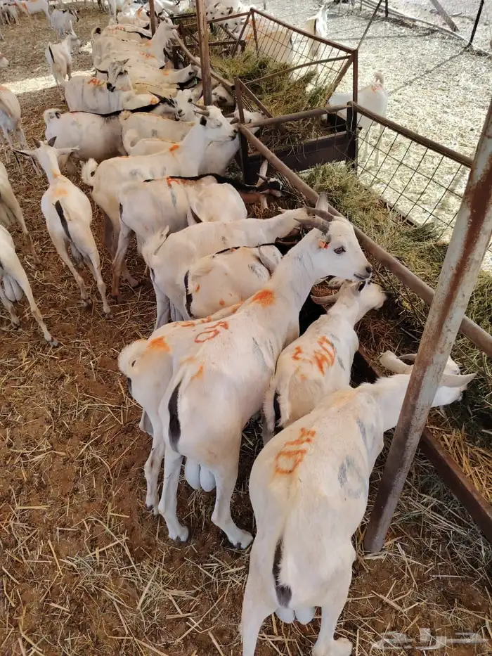 غنم مرابي اللحم الطري النظيف تبارك الله للبيع جمله او تفريد 0