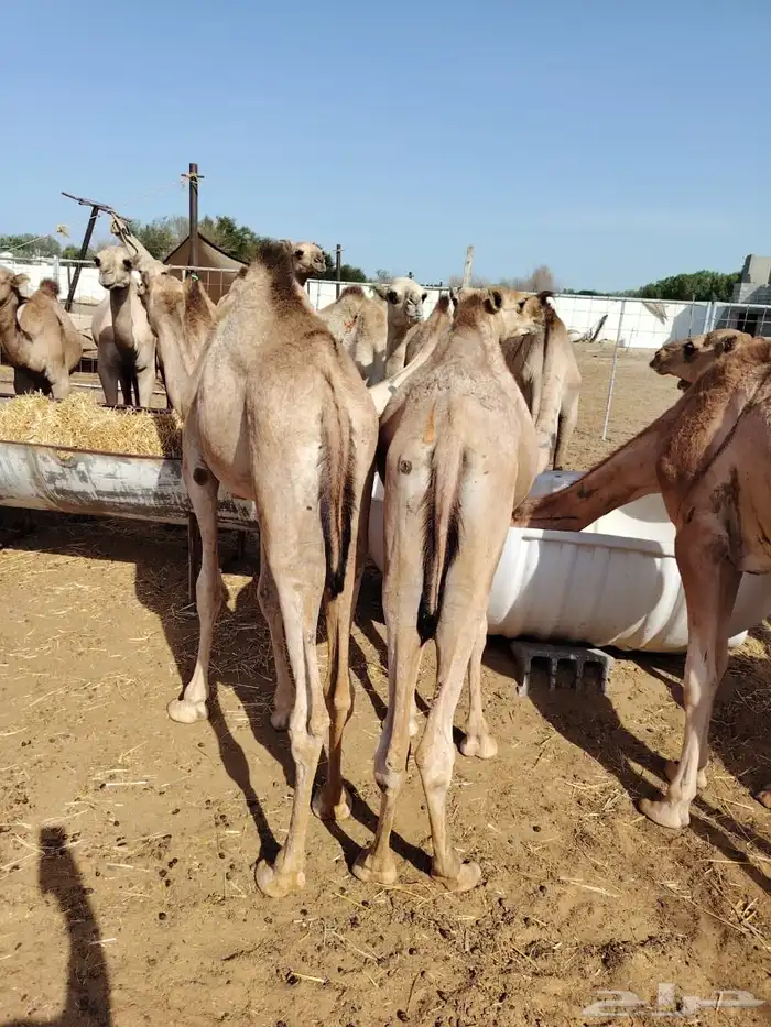 حواشي صومالي للبيع جمله 2