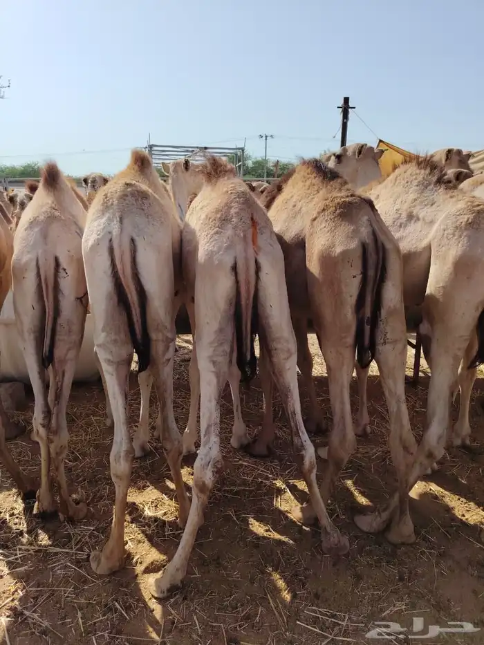 حواشي صومالي للبيع جمله 0