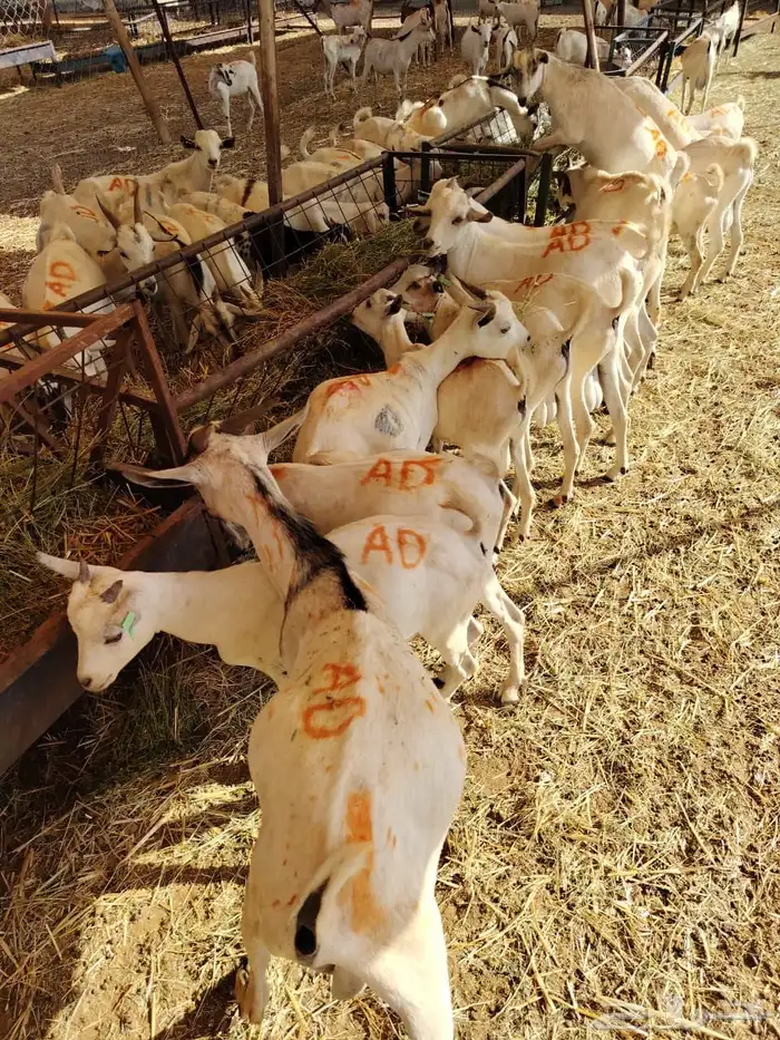 غنم مرابي اللحم الطري النظيف تبارك الله للبيع جمله او تفريد 2