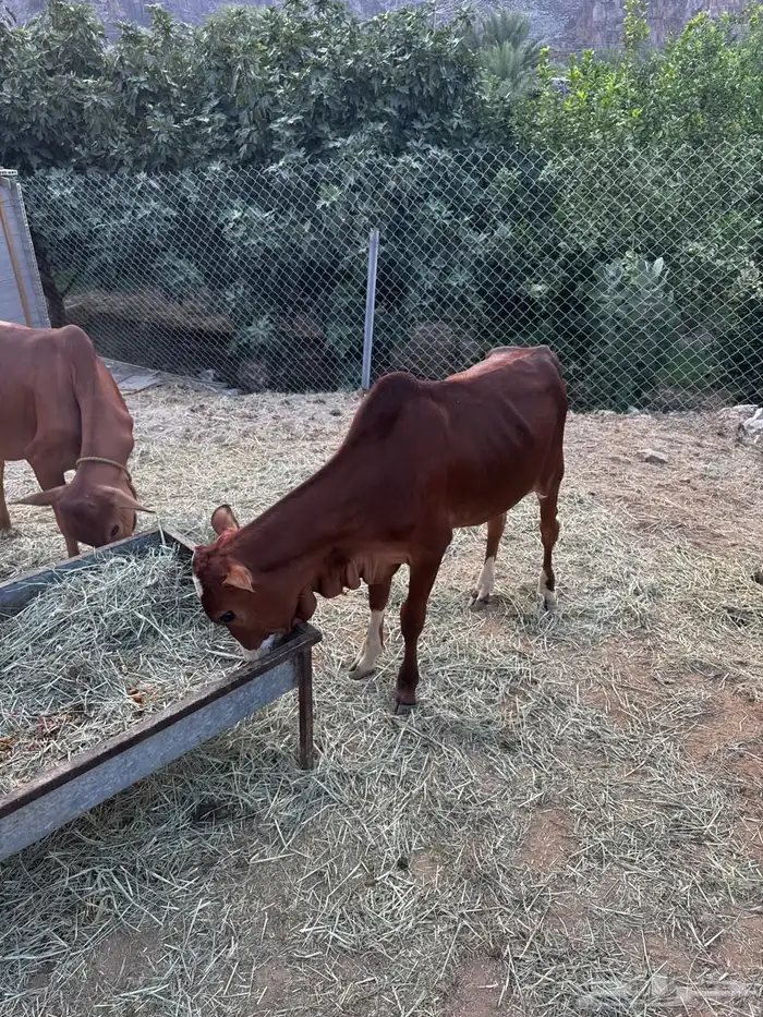 نجران احبونا المجمع 1