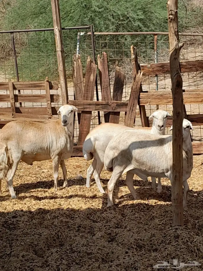 طليان رفد ربعان مخاصي 0