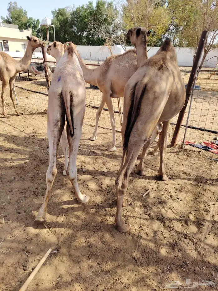 حواشي صومالي للبيع جمله 3