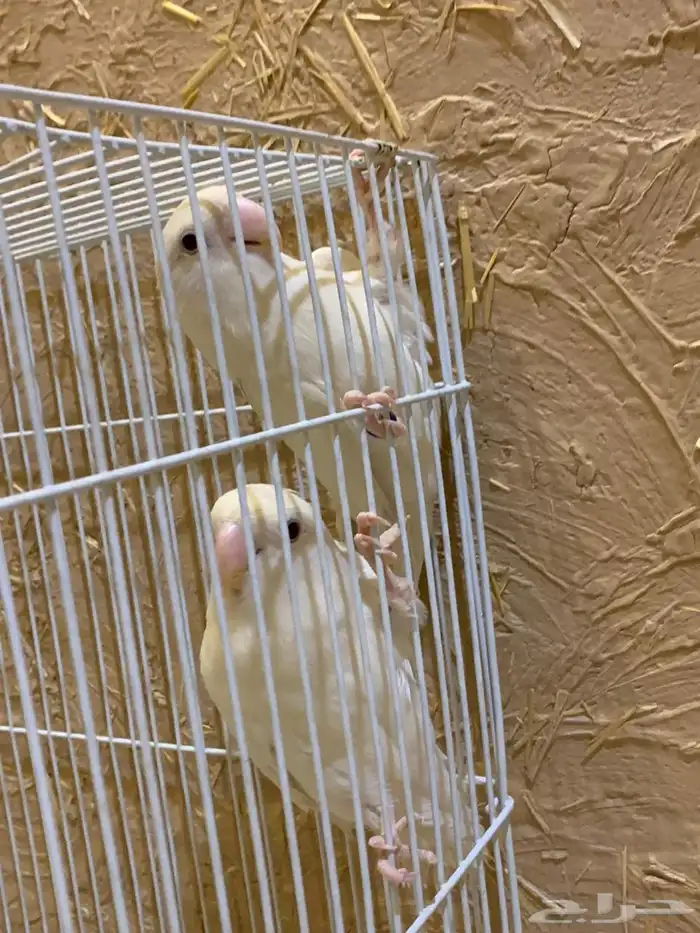 3 اجواز روز البينو تركيبه جديده 14