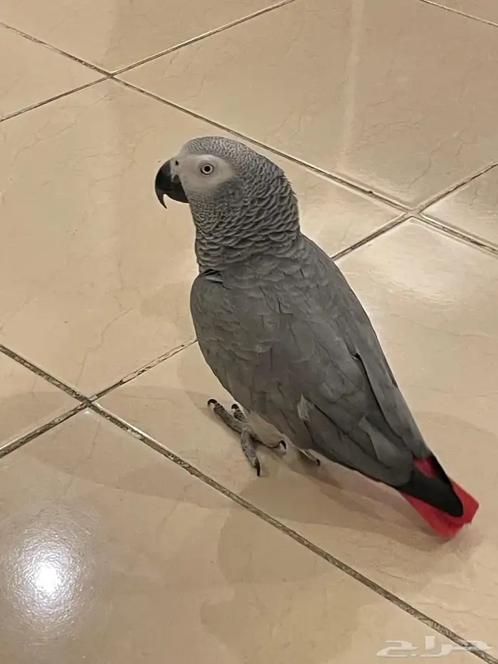 كاسكو للبيع 0