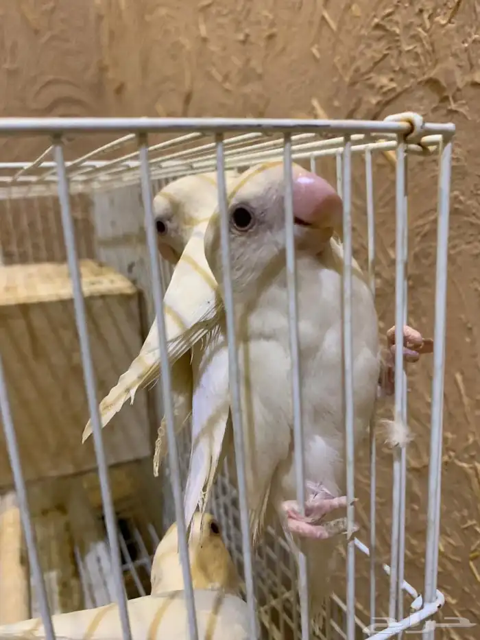 3 اجواز روز البينو تركيبه جديده 2