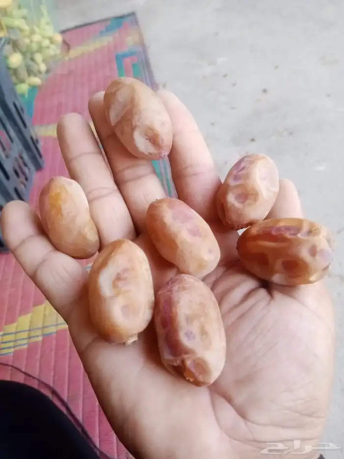 تمور اخلاص فله فاخر 3
