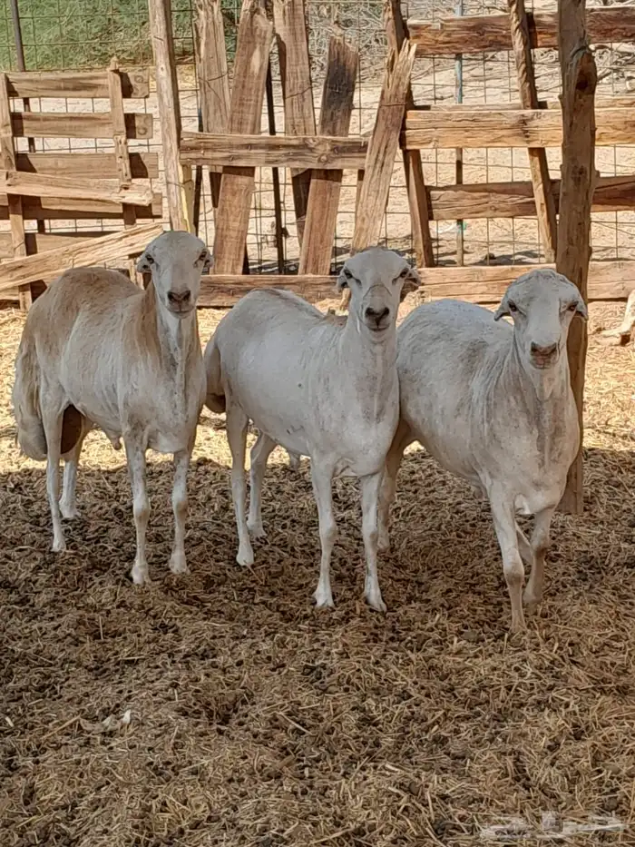 طليان رفد ربعان مخاصي 4