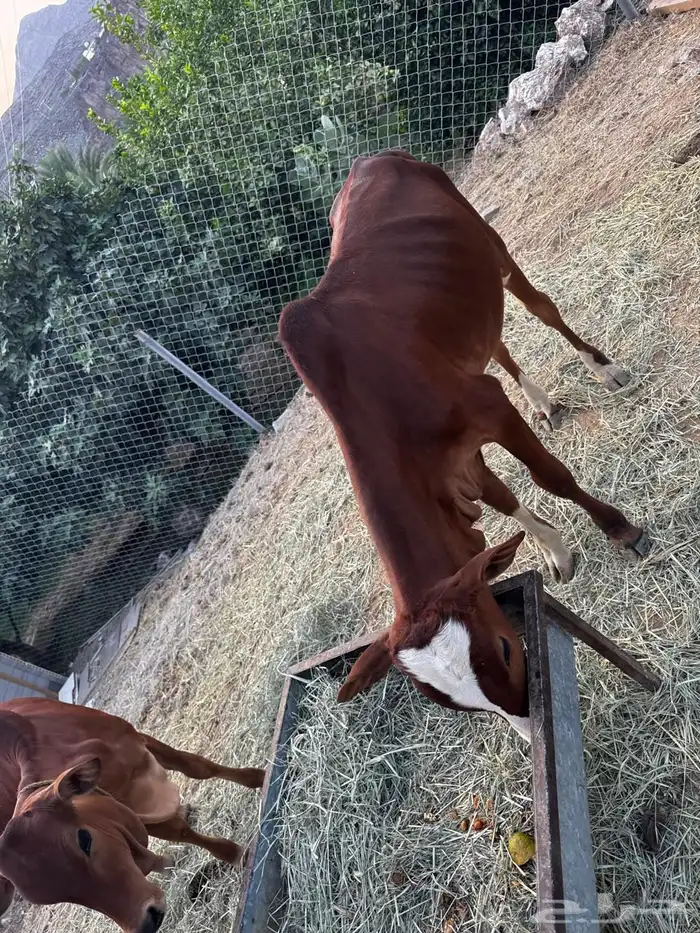نجران احبونا المجمع 4