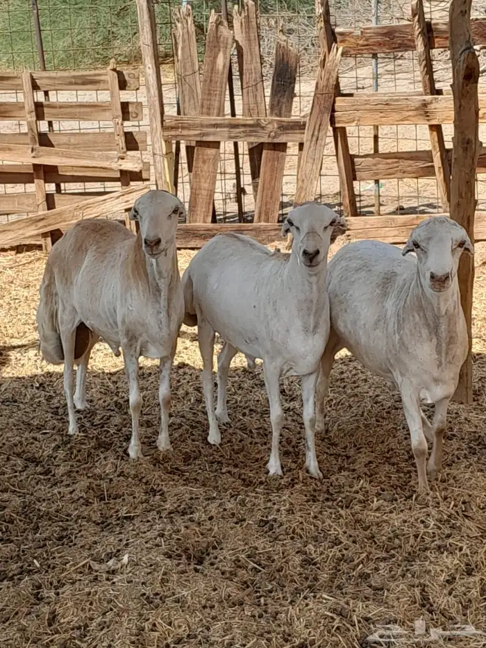 طليان رفد ربعان مخاصي 6