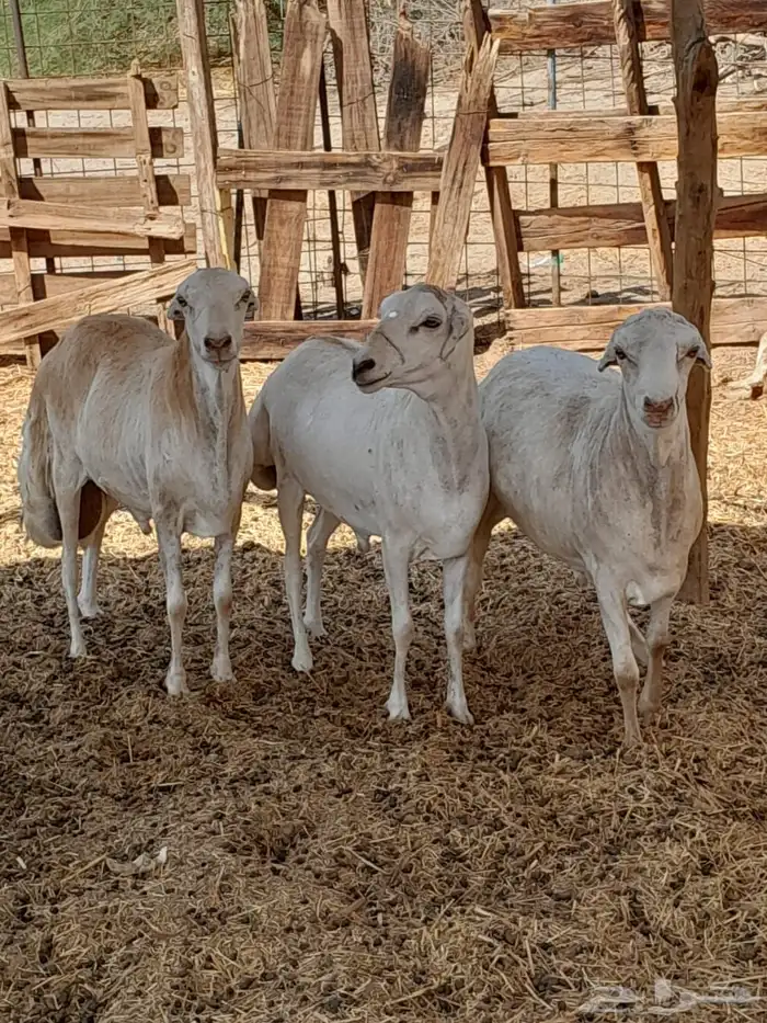 طليان رفد ربعان مخاصي 7