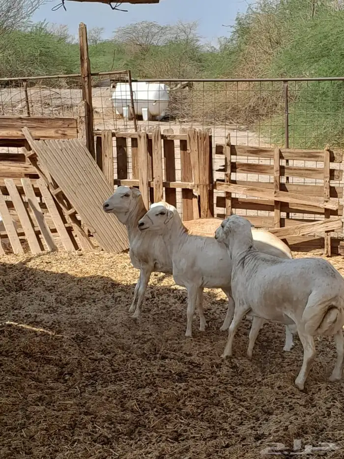 طليان رفد ربعان مخاصي 5