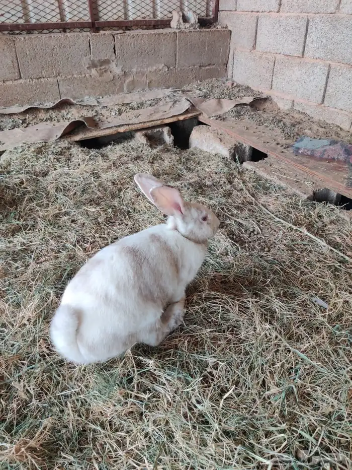 ارانب شنشيلااا جروم 1