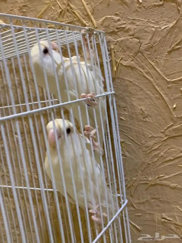 3 اجواز روز البينو تركيبه جديده 13