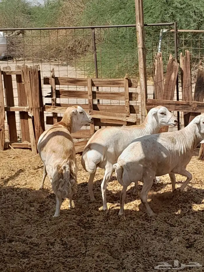 طليان رفد ربعان مخاصي 8