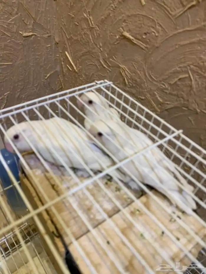 3 اجواز روز البينو تركيبه جديده 8