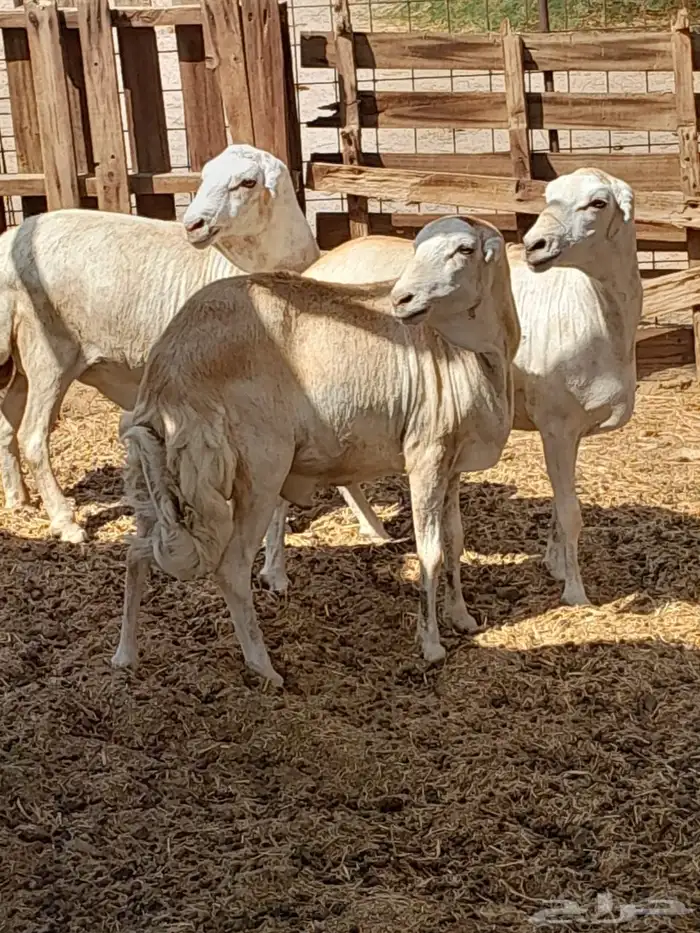 طليان رفد ربعان مخاصي 2