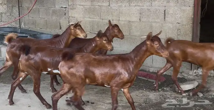 معزا دهم صنف ماشاء الله 5