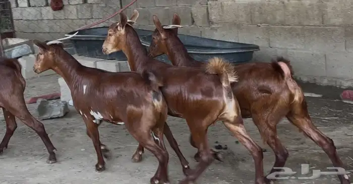 معزا دهم صنف ماشاء الله 1