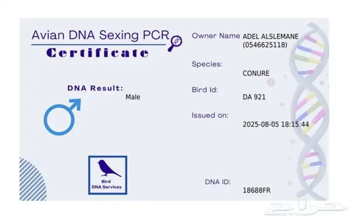 كنيور منتج محلل (تم البيع) 3