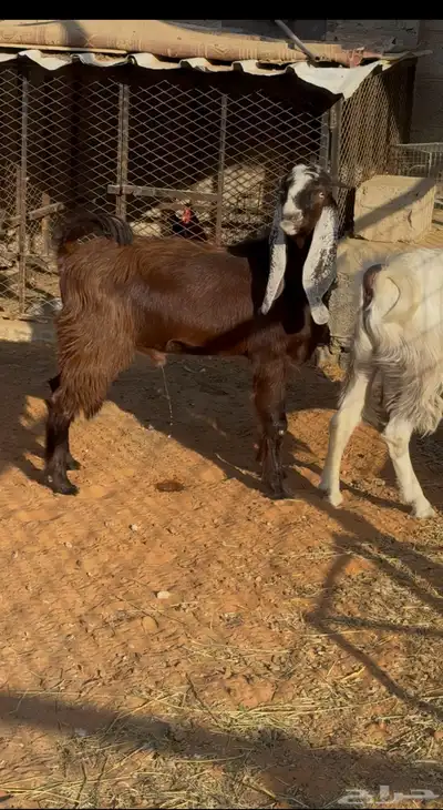 تيوس جبره 0