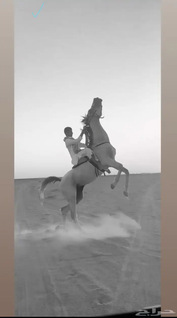 حصان شعبي بطل 2