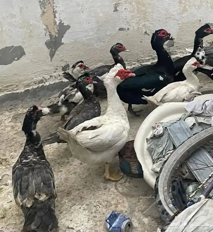للبيع بط 0