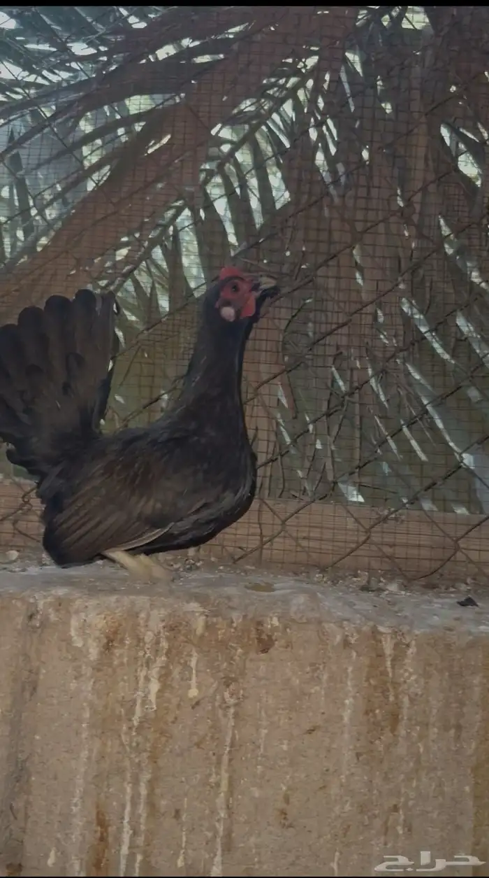 3 دجاج مسحب جبنيز قزم 0