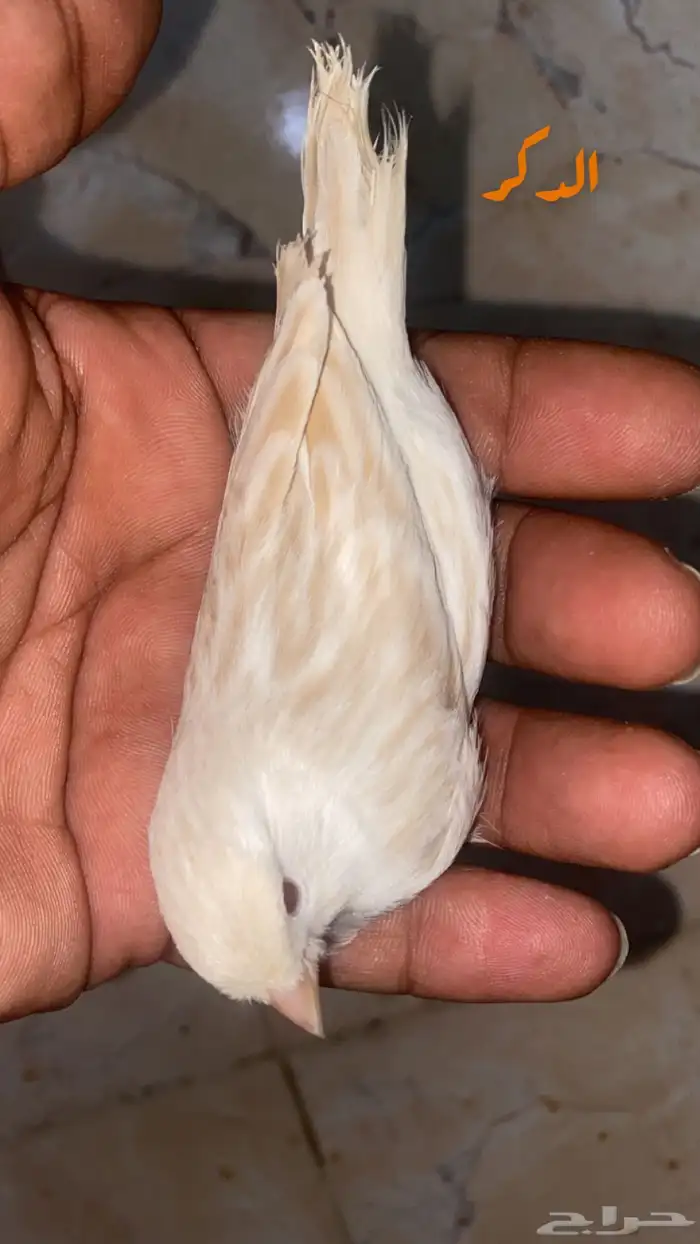 للبيع جوز كناري ستنايت عيون حمر جاهز 1